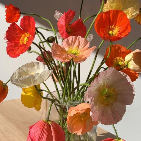 Iceland Poppies, Aesthetic Artsy, Icelandic Poppies, Nature Photoshoot, I Love Lamp, Orange Poppy, Gorgeous Flowers, Chicken House, Flower Art Painting