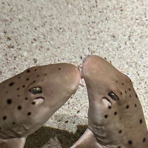 Dani Jensen on Instagram: "Valentine’s Day kisses from the cutest aquarium couple on the internet. 😘 #aquarium #bransonaquarium #professionalaquarist #aquarist #bransonmo #aquariumattheboardwalk #explorebranson #shark #ray #sharks #epaulette #epaulettesharks #elasmobranch #touchtank #epauletteshark #touchpool #elasmo" Sharks Kissing, Epaulette Shark, Scary Shark Pictures, Sharks Scary, Shark Pictures, Branson Mo, Marine Biology, Marine Animals, Marine Life