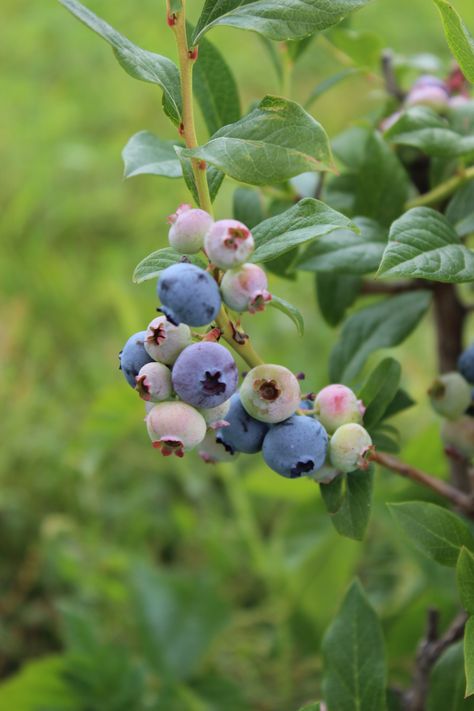 Botanical Photos, Blue Berries, Fruit Flowers, Fruit Garden, Plant Design, Coffee Cake, Plant Life, Fabric Art, Sour Cream