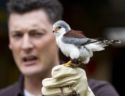 Pygmy Falcon, Bird People, Cool Animals, Animal Reference, Types Of Animals, Pretty Animals, Animal References, Animal Sketches, Pretty Birds