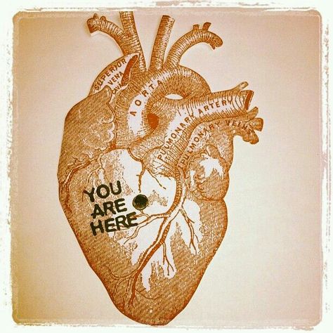 Anatomical Heart, Human Heart, A Heart, Diy Projects, Human