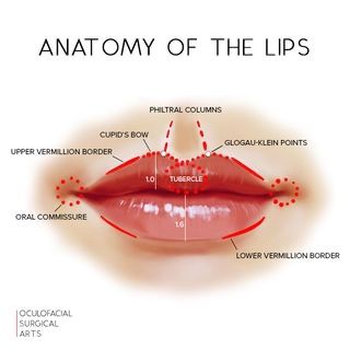 Lip Anatomy, Cosmetic Lip Tattoo, Cute Anatomy, Dermal Fillers Lips, Reduce Hair Growth, Upper Lip Hair, Facial Fillers, Lip Augmentation, Facial Aesthetics