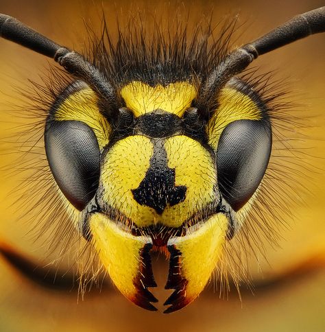 Wasp - Mother Nature is detailed.. Amazing Macro Photography, Macro Fotografia, Macro Photography Insects, Pictures Of Insects, Macro Pictures, Photo Macro, Micro Photography, Insect Photography, Bees And Wasps