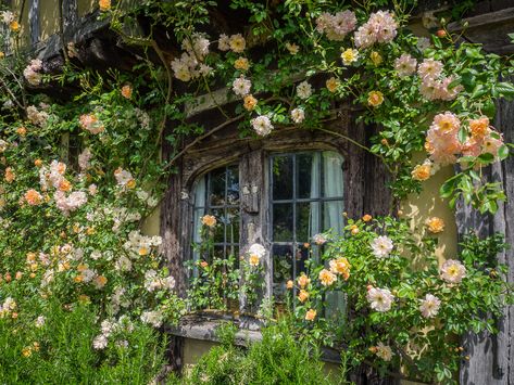 https://flic.kr/p/Jg7rPo | Smallhythe Place, Kent | Built in the early 16th-century when Smallhythe was a thriving shipbuilding port (today it's miles from the nearest navigable water), Smallhythe Place was later purchased by celebrity  Victorian actress, Ellen Terry, in 1899.  Ellen Terry's daughter, Edith Craig, transformed the house into a museum to her mother's stage career.  There is also a thatched roof barn converted to a theatre where the likes of Sir John Guilgud (the nephew of  Ell... Surrounded By Flowers, Vines, Roses, Cottage, Building, Flowers