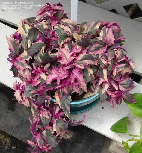 Gynura aurantiaca, Variegated Purple Velvet Plant, Variegated Purple Passion Plant Gynura Aurantiaca, Indoor Plants Names, Velvet Plant, Purple Passion Plant, Dark Plants, Trees House, Stone Paths, Pink Plants, Plant Shopping