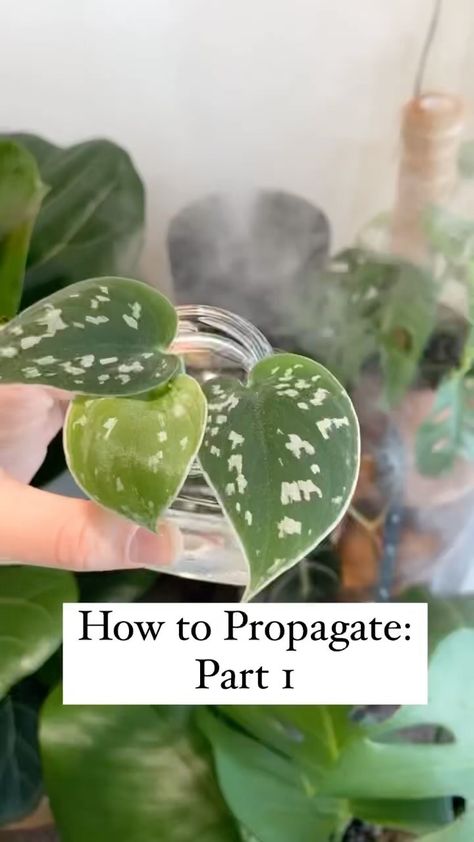 houseplantparadisee on Instagram: Stay tuned for part two where we transfer your propagation to soil or read about it at my blog whitneysfloradesigns.com ☺️🌱 What are you… Propogating Plants, Vining Plants, Best Air Purifying Plants, Plant Care Houseplant, Hanging Plants Indoor, Plant Propagation, Inside Plants, Growing Plants Indoors, Veg Garden