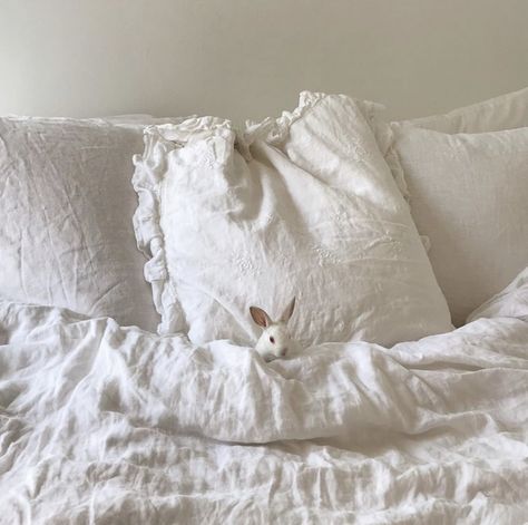 A Bunny, Bed, On Instagram, White, Instagram