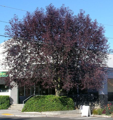 canada red chokecherry prunus virginiana canada red Canada Red Chokecherry Tree, Prunus Virginiana, Chokecherry Tree, Ornamental Cherry, Toxic Plants, Urban Tree, Street Trees, Urban Forest, Forest Nursery