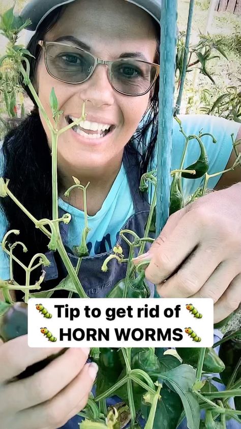 How To Get Rid Of Horn Worms, Horn Worms, Diy Horns, Sunrise Farm, Diy Sprays, Garden Pests, Garden Tips, Uv Light, Gardening Tips