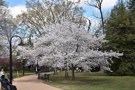 Prunus X Yedoensis, Prunus Yedoensis, Yoshino Cherry Tree, Cherry Seeds, Flowering Cherry Tree, Farm Nursery, Dogwood Trees, Plant Tags, Garden Nursery