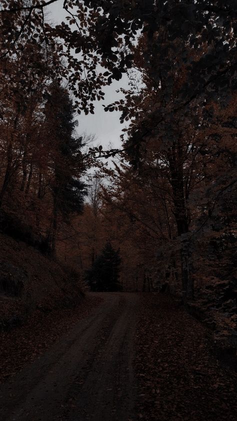 Gloomy Autumn, Pretty Backrounds, Autumn Aesthetic Wallpaper, Dark Naturalism, Fall Memes, Dark Green Aesthetic, Dark Autumn, Over The Garden Wall, Cozy Aesthetic