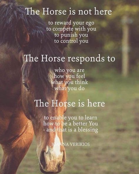 My mission through my work in my business, “Journey Within Equine Healing”, is to introduce horses to humans in a more compassionate way by partnering with them in a peaceful, healing, and respectful way. I do not believe that horses are on this planet to do our bidding for us, and be seen as a tool. I see horses for the powerful and intuitive beings that they are and the gifts that they have to share with us. The ability horses have to physically and emotionally heal are profound. They are Horse Healing, Equine Massage, Inspirational Horse Quotes, Horse Riding Quotes, Equestrian Quotes, Riding Quotes, Horse Inspiration, Bay Horse, All About Horses