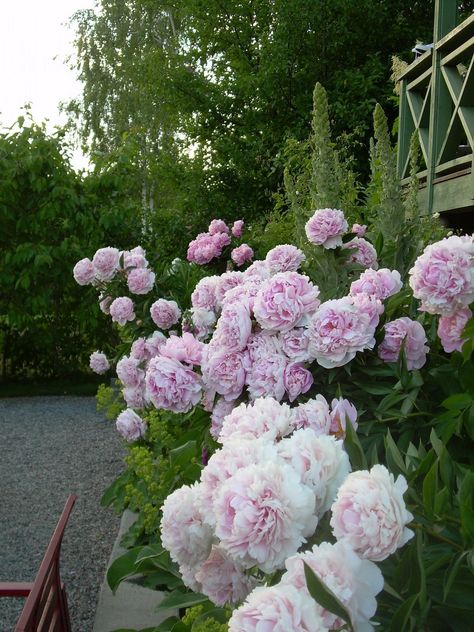 Garden Flower Beds, Backyard Flowers, Estate Garden, Peonies Garden, Pink Garden, Home Landscaping, Romantic Garden, Garden Cottage, Garden Gates