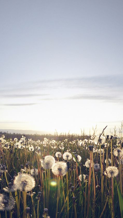 Nature Love Flower Dandelion Field #iPhone #5s #wallpaper Apple Ipad Wallpaper, Dandelion Wallpaper, Iphone 5s Wallpaper, Field Wallpaper, Wallpaper Iphone Boho, Nature Iphone Wallpaper, Wallpapers Android, Iphone 6 Wallpaper, Boho Wallpaper