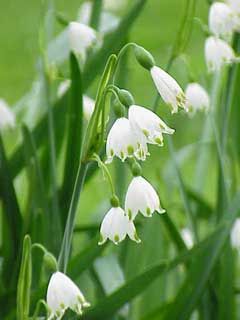 Leucojum Aestivum, Summer Snowflake, Snow Flake Tattoo, Snow In Summer, Deer Resistant Plants, Aromatic Plant, Perennial Herbs, English Cottage Garden, Snow Flake