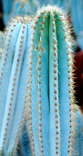 Pilosocereus pachycladus Ritter | 'Blue Brazilian Torch Cact… | Flickr Garden Cactus, Cactus Seeds, Cactus Planta, Blue Cactus, Plant Wallpaper, Cactus Plant, Agaves, Cactus Y Suculentas, Cactus Garden