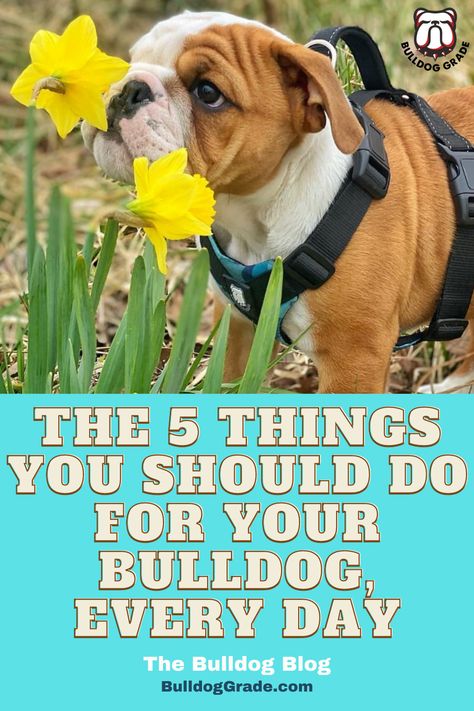 What are 5 things you can do for your Bulldog, every day, that will help improve the overall quality of both your lives? Bull Dogs English Bulldogs, English Bulldog Care, American Bulldog Puppies, Bulldog Training, Bulldog Names, Bo Katan, Olde English Bulldogge, Bearded Dragon Cute, English Bulldog Puppies