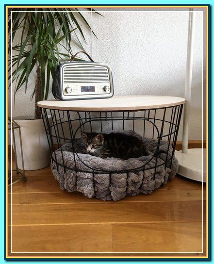 (paid link) How to Create a Safe Room for Your Cat Cool Cat Beds, Katt Hus, Katt Diy, Katt Grejer, Wallpaper Macbook, Cat House Diy, Odense, Cat Room, Cat Diy