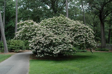 Harlequin Glorybower (Clerodendrum trichotomum) at GardenWorks Harlequin Glorybower, Clerodendrum Trichotomum, Hingham Massachusetts, Parker Colorado, Backyard Trees, Country Gardens, Garden Junk, Patio Plants, Landscape Designs