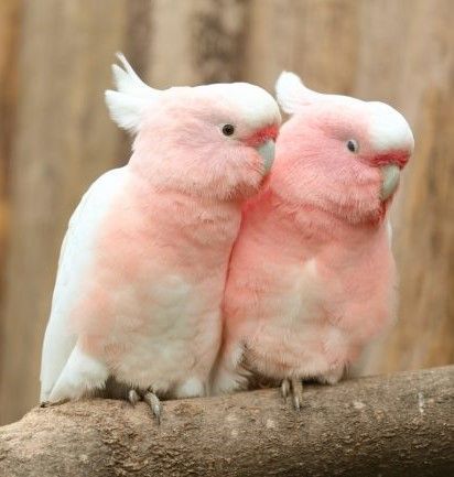 Pink Cockatoo, Bird Breeds, Pigeon Breeds, Animals Amazing, Australian Birds, Funny Birds, Pink Bird, Exotic Birds, Bird Pictures