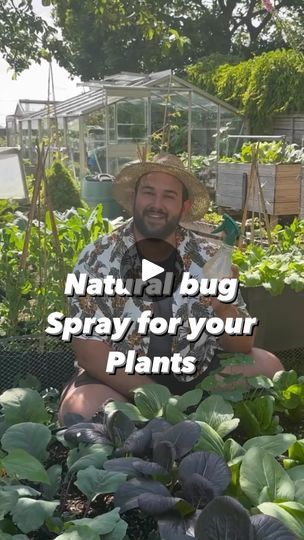 31K views · 131 reactions | Today we are back and I am showing you one of my all time favourite tips, to help deal with those small insects and bugs that might be invading your garden or house plants. 

This time of the year our prize crops and plants are really starting to hit their stride, and it can be truly magical. However all to often little bugs such as aphids and black flies come along and ruin the party. 

I know it can be all too tempting to reach for the pesticide but please try to avoid this as it will always cause more harm than good. Instead there are lots of organic controls your can try that I will be sharing over the coming weeks, starting with this garlic pest plant spray. 

Don’t worry this doesn’t smell as bad as you might imagine, and if you are using it on your house Bug Spray For Plants, Plants That Repel Flies, Tips For Growing Tomatoes, Kill Bugs, Gutter Garden, Natural Bug Spray, Box Garden, Natural Pesticides, Organic Pest Control