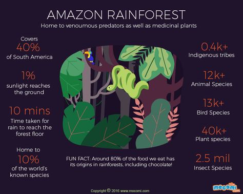 Temperate Rainforest Biome Project, Amazon Rainforest Plants, Amazon Nature, Rainforest Deforestation, Rainforest Facts, Amazon Rainforest Facts, Rainforest Ecosystem, Rainforest Project, Amazon Rainforest Biodiversity