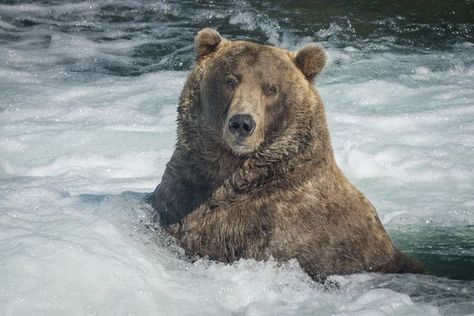 Alaska Day, Alaskan Brown Bear, Kodiak Bear, Katmai National Park, Young Animal, Love Bear, Grizzly Bear, The Bear, Brown Bear