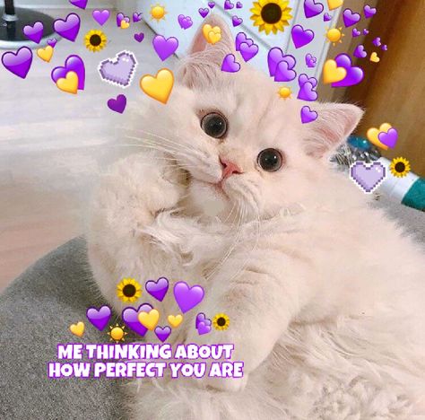 Cute Cat Pick Up Lines, Cats To Send To Bf, Cat Pick Up Lines, Cat Wholesome Heart, Cute Cat Flirt Memes, Cat Love You Too Meme, Love Connection, Cute Text Messages, Special Girl