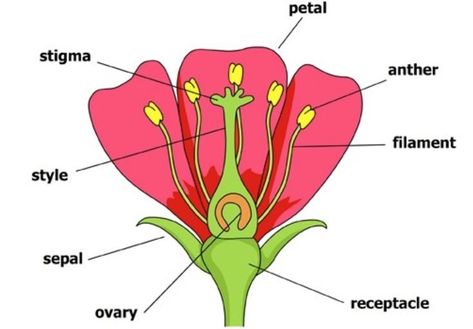 Parts Of Flower Project, Structure Of Flower, Diagram Of A Flower, Reproduction In Plants, Flower Definitions, Flower Diagram, Plant Cell Diagram, Plant Reproduction, Function Diagram