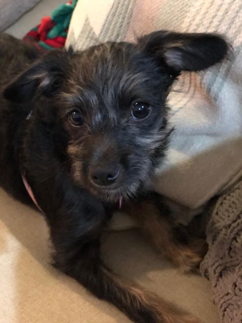 Flora is an adoptable terrier searching for a forever family near Los Angeles, CA. Use Petfinder to find adoptable pets in your area. 4 Month Olds, Helping The Homeless, Forever Family, Rescue Dogs, Terrier Dog, Terrier Dogs, Dog Adoption, Adoption, Angeles