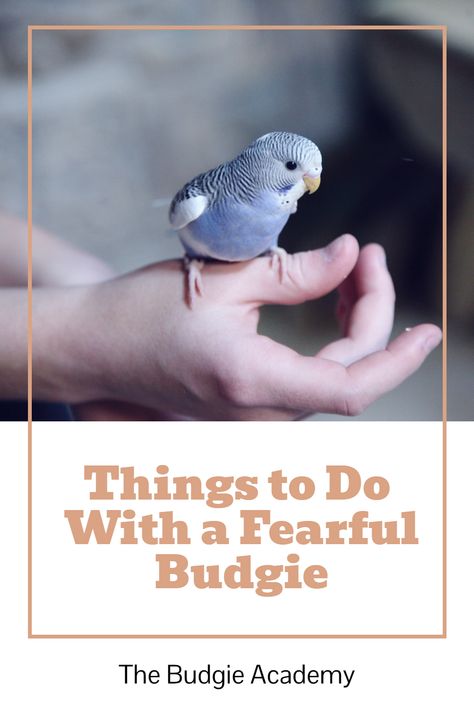 Helping a scared budgie acclimate to your presence doesn’t have to be hard. Here are some simple ideas you can try today! Budgie Parakeet, Calming Music, Longing For You, Minding Your Own Business, Zoom Call, You Lied, Something To Do, Things To Do