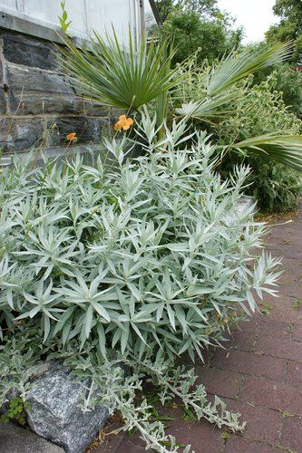 Artemisia ludoviciana 'Valerie Finnis' Valerie Finnis, Artemisia Ludoviciana, Small Garden Shrubs, Silver Plants, Beach House Landscaping, Silver Plant, Making Plant Pots, Coastal Gardens, Garden Shrubs