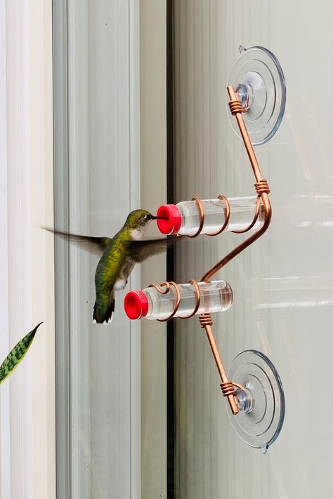 Modern Hummingbird Feeders | 2020 Hummingbird Water, Hummingbird Nectar, Classic Window, Clean Bottle, Hummingbird Feeder, How To Attract Birds, Humming Bird Feeders, How To Attract Hummingbirds, Cup Design