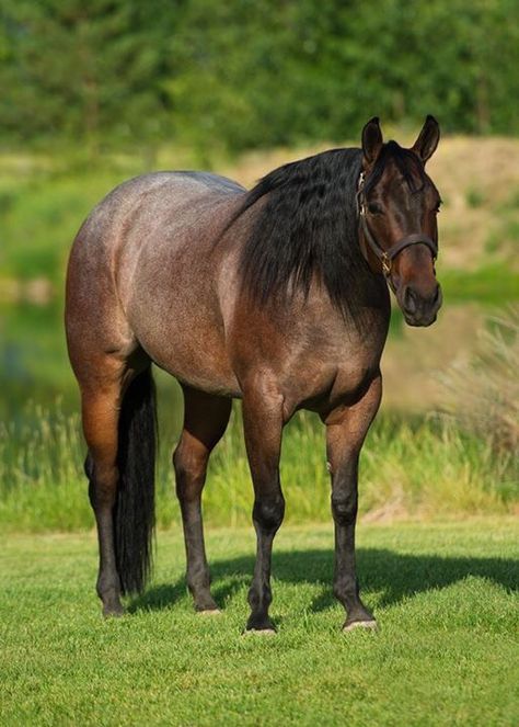 Bay Quarter Horse Mare, Bay Roan Quarter Horse, Buckskin Roan, Bay Roan Horse, Coat Reference, Roan Horse, Quarter Horse Mare, Horses Breeds, Ranch Horses