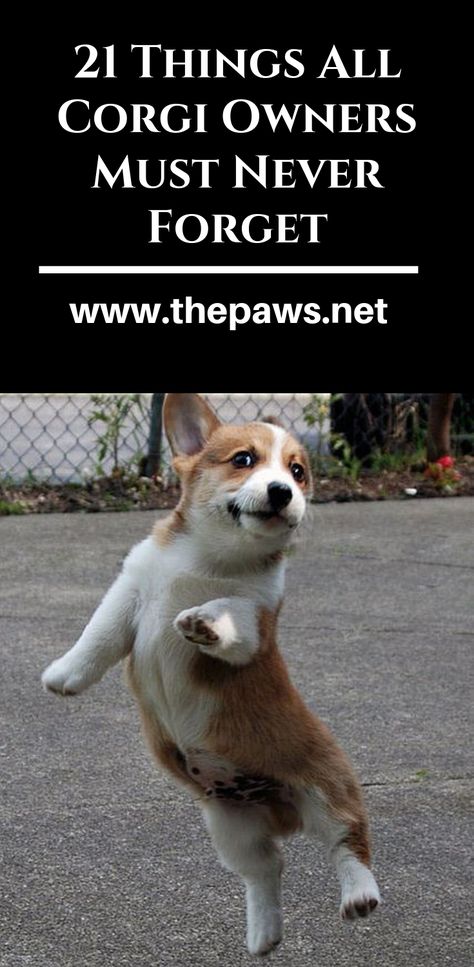 Here are the 21 Things All Corgi Owners Must Never Forget. #corgi #aboutcorgi #corgiowners #dogsowner #dogs #pets #paws #corgis Corgi Training, Funny Corgi Pictures, Corgi Quotes, Cowboy Corgi, Top Facts, Corgi Names, Corgi Breeds, Corgi Facts, Cute Corgi Puppy