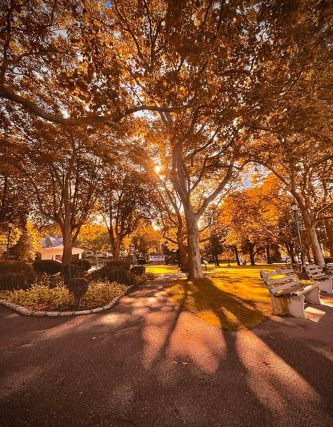 Sunset Trees, Fall Sunset, Pecan Tree, Autumn Trees, Family Portraits, Trees, Sun