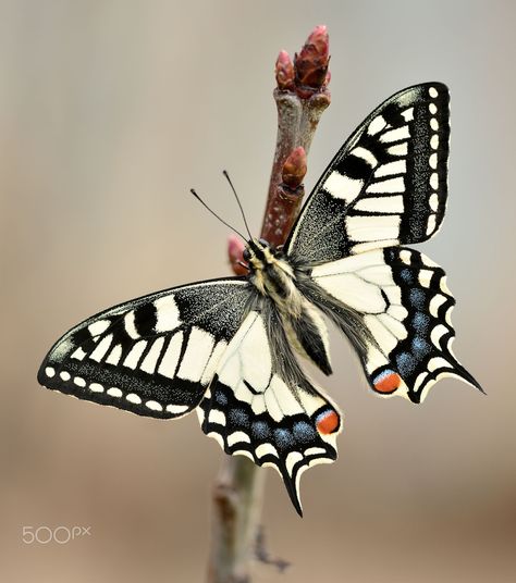 Papillon Photo, Insect Images, Butterflies Photography, Beautiful Butterfly Images, Insect Photos, Butterfly Photography, Beautiful Butterfly Pictures, Insect Tattoo, Beautiful Butterfly Photography