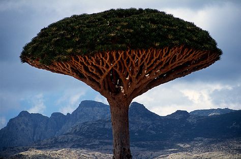 Dragon's Blood Tree Found only on the island of Socotra (part of Yemen) where more than a third of the 800 or so species on the island are found nowhere else on earth. Dracaena Cinnabari, Dragon Blood Tree, Gardenia Plant, Succulent Bonsai, Jasmine Plant, Bonsai Seeds, Socotra, Japanese Tree, Dragon Tree