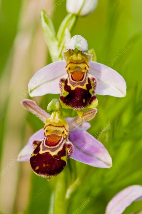 Bee Orchid (Ophrys apifera) in flower - Stock Image - C016/4720 - Science Photo Library Bee Orchid, How To Grow Orchids, Male Bee, Orchid Growing, Orchid Illustration, Gods Art, Weird Plants, Growing Orchids, British Garden