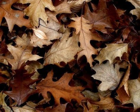 Fall Landscapes, Rabastan Lestrange, Fallen Leaves, Leaves Print, Color Cafe, Oak Leaves, Autumn Leaf, Fine Art Photography Print, Yellow Leaves