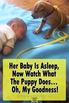 Puppies Videos, Boxer Dog Puppy, Cute Dog Quotes, Sleepy Puppy, Adorable Puppy, Cute Funny Dogs, Baby Puppies, Dog Gifs, Dog Training Tips