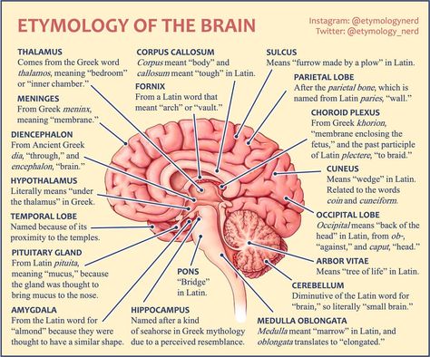 Brain Parts And Functions, Brain Anatomy And Function, Parts Of The Brain, Learning Psychology, Psych Major, Brain Parts, Corpus Callosum, Psychology Notes, Psychology Studies