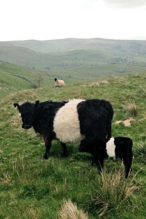 Swaledale Sheep, Galloway Cattle, White Cows, Belted Galloway, Yorkshire Dales, Animal Photos, Farm Life, Animals Friends, Animal Kingdom