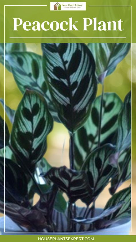 A dark green leaves with its pattern called "Peacock Plant Calathea Makoyana" Calathea Makoyana, Peacock Plant, Window Plants, Cathedral Windows, The Peacock, All Around The World, Interesting Facts, Facts About, Indoor Plants