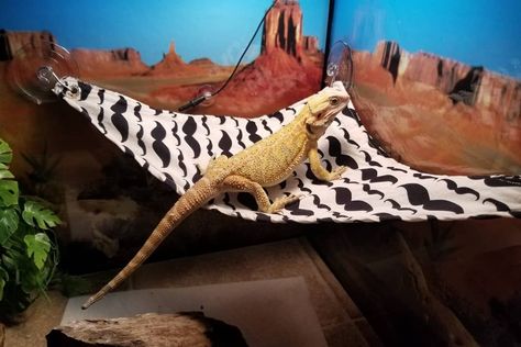 Learn how to make a bearded dragon hammock in our easy to follow guide. We lead you step by step making your hammock. [Supply Details] Diy Lizard Hammock, Diy Bearded Dragon Clothes, Crochet Bearded Dragon Hammock, Diy Bearded Dragon Hammock, Diy Bearded Dragon Decor, Hammock Chair Stand Diy, Bearded Dragon Hammock, Hammock Diy, Reptile Hammock