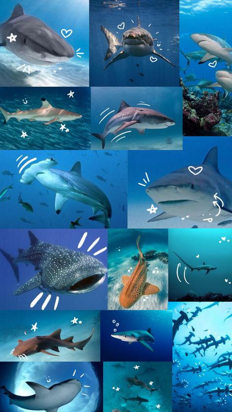 #shark #sharks #ocean #sea #marinebiology Shark Collage, Shark Background, Disney Movie Marathon, Oceanography Marine Biology, Ocean Life Photography, Beach Wall Collage, Shark Drawing, Cute Summer Wallpapers, Cute Shark