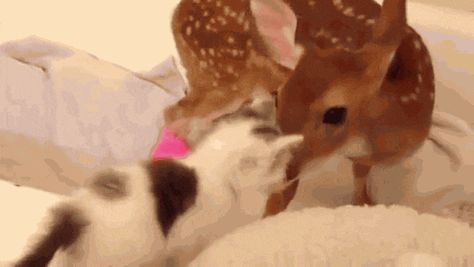 For the love of animals. Pass it on. Deer Gif, Cute Deer, Bad Cats, Kitten Gif, Oh Deer, Fluffy Animals, Cute Cats And Dogs, What To Make, Cute Creatures