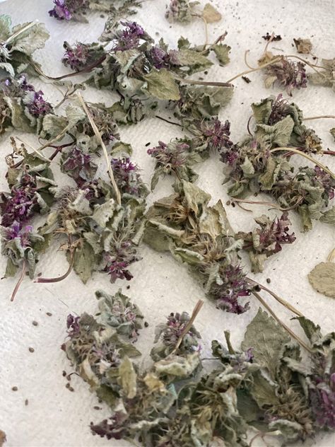 Love herbal remedies? Try making your own Purple Dead Nettle Salve with this easy step-by-step guide! Get the freshest ingredients and use your own kitchen to create a natural salve with amazing healing properties. Perfect for relieving skin irritation and inflammation – give it a try today! #HerbalRemedies #DIY #PurpleDeadNettleSalve #NaturalHealing Purple Dead Nettle Salve, Purple Dead Nettle, How To Make Purple, Salve Recipes, Biennial Plants, English Cottage Garden, Infused Oils, Skin Irritation, Medicinal Herbs