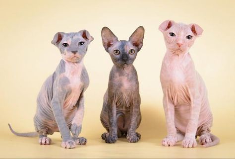 What is the Origin of the Ukrainian Levkoy Cat? #kittens #cats #catbreeds #scottishfold #ukrainianlevkoy #donskoy #ukraine #pets Cat Dewormer, Hairless Cats, Cat Personalities, Cornish Rex, Young Animal, Veterinary Clinic, Outdoor Cats, Scottish Fold, Cat People