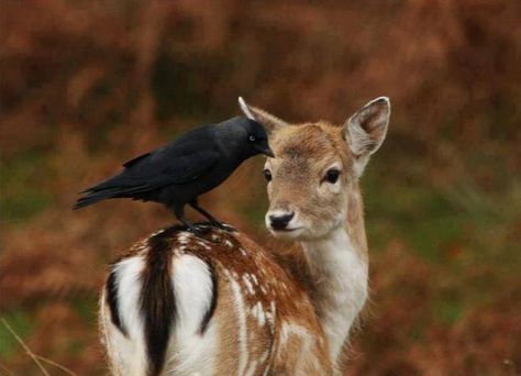 Deer and crow friends Deer Wallpaper, Fun Pics, Jackdaw, Crows Ravens, All Animals, Animals Friendship, Animal Totems, Manado, Timeline Photos